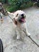 Pet boarding services Small Dog Hotel (ig: Pawhotelstay) in Fontana in CA
