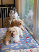 Pet boarding services Small Paws Pet Care Llc in Glen Ellyn in IL