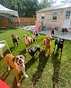 Pet boarding services Smart Dogs in Greenbush in Maine
