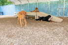 Pet boarding services Smoky Dog Lodge in Sevierville in Tennessee