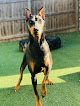 Pet boarding services Smooch My Pooch in Greenwell Springs in Louisiana