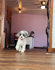 Pet boarding services Snazzy Groom Shop in Lyons in Kansas