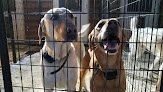 Pet boarding services Snuggle 'n Snooze in Park Rapids in MN
