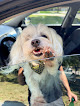Pet boarding services Soft Paws Salon in Lexington in Kentucky