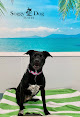 Pet boarding services Soggy Dog Suites & Canine Cove Dog Wash in Salina in KS