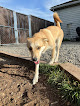 Pet boarding services Soldotna Sit & Stay in Soldotna in Alaska