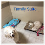 Pet boarding services Somerset Pet Lodge in Somerset in Kentucky