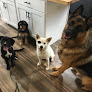 Pet boarding services South Coast Canine - Dog Daycare Center in Loxley in Alabama