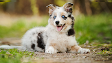 Pet boarding services South Mountain Boarding in Phoenix in Arizona