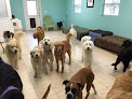 Pet boarding services South Paw Canine Country Club in Vero Beach in FL