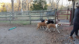Pet boarding services South Paws Dog Plantation in Montgomery in Alabama