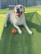 Pet boarding services South Paws Dog Resort in Statesboro in Bulloch