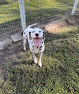 Pet boarding services Southern Grooming And Boarding, Llc in Dade City in FL