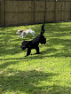 Pet boarding services Southern Paws Doggy Daycare & Boarding in Lake Charles in Louisiana