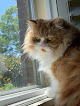 Pet boarding services Southern Persians in Brandon in Rankin
