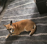 Pet boarding services Spanish Trail Animal Hospital in New Iberia in Louisiana