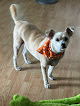 Pet boarding services Spas 4 Paws in Madera in CA