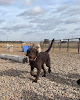 Pet boarding services Special K9 Dog Training & Country Resort in Burrton in Kansas