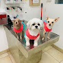 Pet boarding services Spicewood Springs Animal Hospital in Austin in Texas