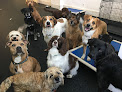 Pet boarding services St. Paws Dog Daycare & Boarding & Grooming in St Paul in MN