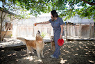 Pet boarding services Standifer's Animal Clinic in Homewood in Alabama