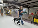 Pet boarding services Standing Obeytion Dog Training in Rogersville in Webster