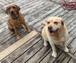 Pet boarding services Stay And Play Pet Resort in Pequot Lakes in MN