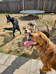 Pet boarding services Stay N Play Dogs, Llc in Austin in Texas