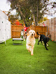 Pet boarding services Stay Pet (resort & Veterinary) in Harmans in Maryland
