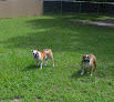 Pet boarding services Stay & Play Pet Getaway in Hernando in Florida