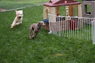 Pet boarding services Stay & Play Pet Resort Llc in Huntingdon Valley in PA