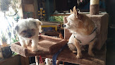 Pet boarding services Steffies House Small Dog Grooming Boarding Daycare in Portland in Oregon