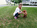 Pet boarding services Stephanie's Dog Services in Morgantown in WV