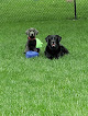 Pet boarding services Stewarts Country Kennels in Cottage Grove in MN