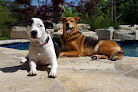 Pet boarding services Stl Happy Dogs, Llc in Brentwood in St. Louis