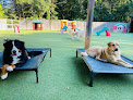 Pet boarding services Stone Dog Inn & Spaw in Norton in Massachusetts