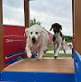Pet boarding services Stoney Run Canine Camp And Academy in Hebron in IN