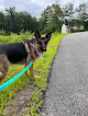 Pet boarding services Stronghold German Shepherds in Wolcott in Lamoille