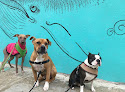 Pet boarding services Strutting Mutts | Dog Walkers | Day Care in Brooklyn in Kings