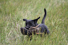 Pet boarding services Sugarland Kennels in Youngsville in Louisiana