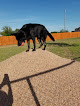 Pet boarding services Suite Life Pet Resort & Spa in Abilene in TX
