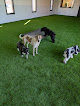 Pet boarding services Suite Paws in Wichita in Kansas