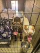 Pet boarding services Summit Kennels in Tacoma in WA