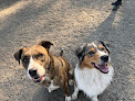 Pet boarding services Sunrover Dog Daycare in Sunriver in Oregon