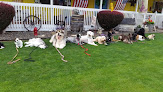 Pet boarding services Susie's Country Inn Dogs in Vancouver in Washington