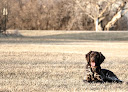 Pet boarding services Swanson Kennels Llc in Detroit Lakes in MN