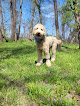 Pet boarding services Swanson's Streamway Dog Park And Daycare in Shawnee in KS