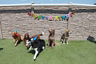 Pet boarding services Sydney's Pet Resort And Spa in Wichita in KS