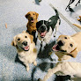 Pet boarding services Sydney's Pet Spa in Leawood in KS
