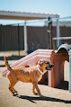 Pet boarding services Tail Town Pet Resort in Rio Rancho in Sandoval